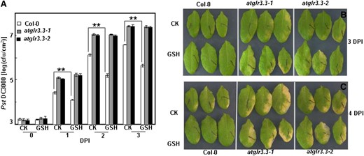 Role of AtGLR3.3 in the innate immunity and GSH-triggered defense response in the leaf. A, Leaves of ecotype Columbia (Col-0) and atglr3.3-1 and atglr3.3-2 mutants were infiltrated with either CK solution or the solution containing 100 µm GSH 1 d before the inoculation of Pst DC3000 at 5 × 105 cfu mL–1. The pathogen proliferation was monitored at 0, 1, and 2 DPI. Values presented are average with se from at least four leaves from different plants. At 1, 2, and 3 DPI, there is sd between the Col-0 and two mutants at P < 0.01. Two asterisks indicated significance at P < 0.01. Five independent experiments were conducted and showed comparable results. B, Leaf symptoms of the Col-0, atglr3.3-1, and atglr3.3-2 plants preinfiltrated with CK solution or the solution containing 100 µm GSH 3 DPI with Pst DC3000. C, Same leaves in B were kept 1 d longer, e.g. 4 DPI, in a sealed agar plate.