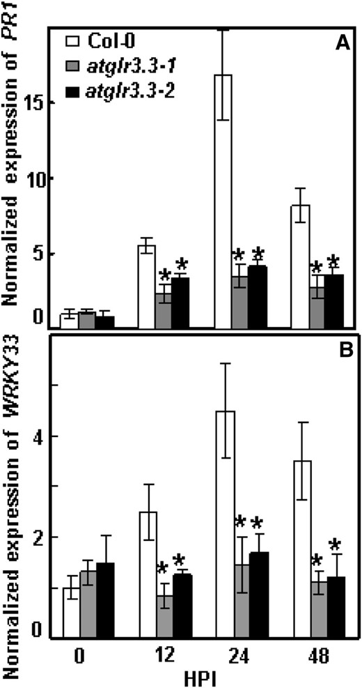 Pst DC3000-induced defense market gene expression in ecotype Columbia (Col-0) and atglr3.3 mutants. Pst DC3000 at 5 × 105 cfu mL–1 was infiltrated into the leaves of Col-0, atglr3.3-1, and atglr3.3-2. The leaves were harvested at 0, 12, 24, and 48 h post infection (HPI) for PR1 (A) and WRKY33 (B) gene expression analysis with qRT-PCR. The transcript abundance was normalized with reference gene Tubulin2 in Col-0 at 0 h post infection. Values presented are average with se from three independent experiments. The asterisk indicated the sd between the mutants and Col-0 at same time point at P < 0.05.