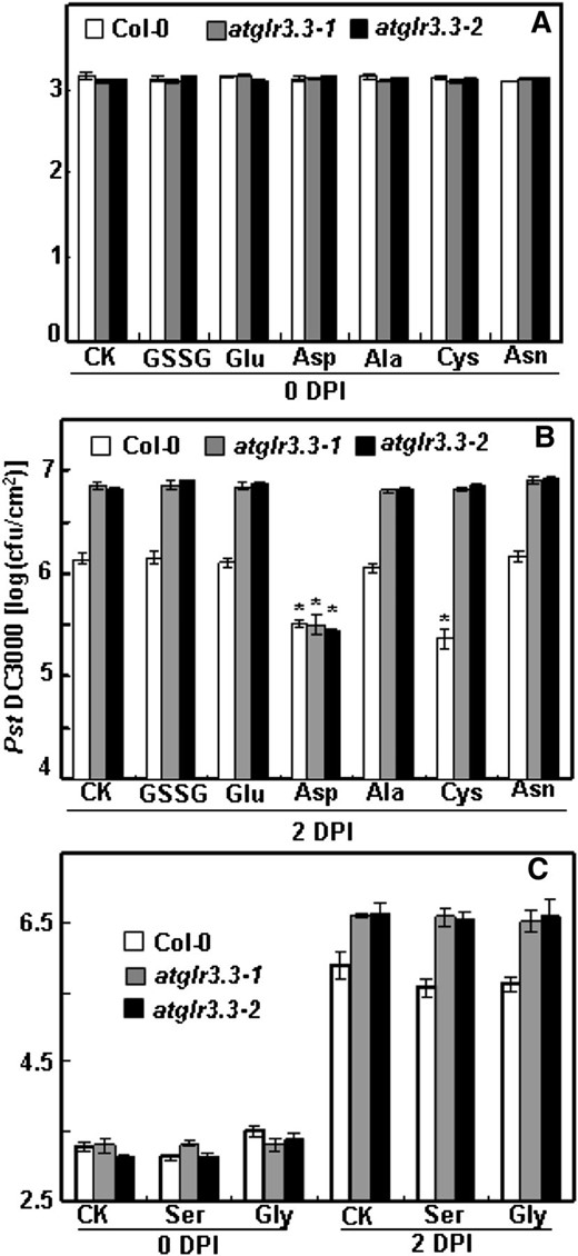 Pst DC3000 infection assay of ecotype Columbia (Col-0) and atglr3.3 with putative ligands and Asp. The experiment procedure and analysis methods are same as those in Figure 5. Pst DC3000 proliferation in these leaves was monitored at 0 (A) and 2 DPI (B) preinfiltrated with either CK solution or the solution containing 100 µm GSSG, Glu, Asp, Ala, Cys, and Asn. C, The same assay was conducted separately for Ser and Gly. At 2 DPI in B and C, except for Asp, the values of atglr3.3-1 and atglr3.3-2 were significantly higher than that of Col-0 at P < 0.01. The asterisk in B indicated there was sd between the treatment and the CK for the corresponding genotype at P < 0.01.