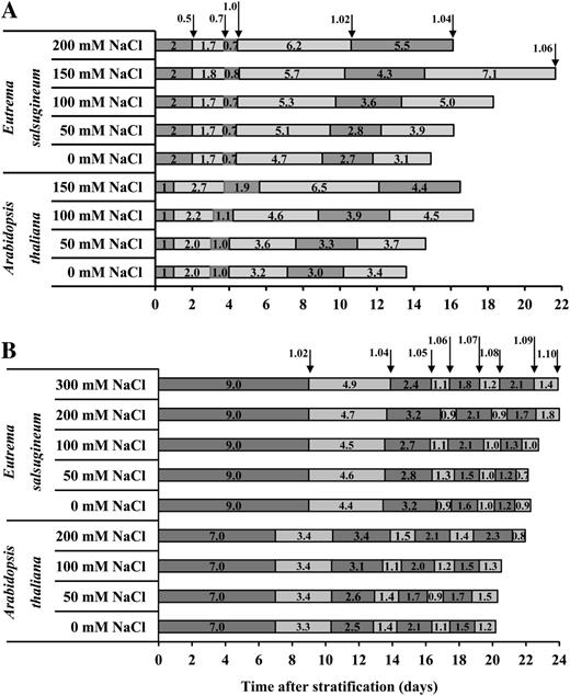 The effect of salt stress on growth stage progression of in vitro- and soil-grown Arabidopsis and E. salsugineum. A, Seedlings were transferred by mesh at stage 0.5 to fresh control in vitro medium and medium supplemented with the indicated NaCl concentrations. B, Stage 1.0 seedlings were transferred to soil from in vitro plates and subjected to the indicated salt treatments. Salt treatments commenced at stage 1.02 with 50% of the final salt concentration. One hundred percent of each salt level was applied at stage 1.04. Developmental stages are according to Boyes et al. (2001). Boxes represent the time elapsed between the successive growth stages. Junctions between boxes of different shading indicate the occurrence of a growth stage. Data are mean of three independent experiments. Each experiment contained either three or more replicate plates with approximately 15 seedlings per plate (in vitro) or approximately 10 replicate plants (soil).