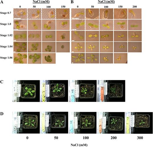 Arabidopsis and E. salsugineum phenotypes on in vitro medium and on soil (stage 1.10) under control and salt-stress conditions. A, Arabidopsis in vitro. B, E. salsugineum in vitro. C, Arabidopsis soil. D, E. salsugineum soil. White scale bar = 1 mm.