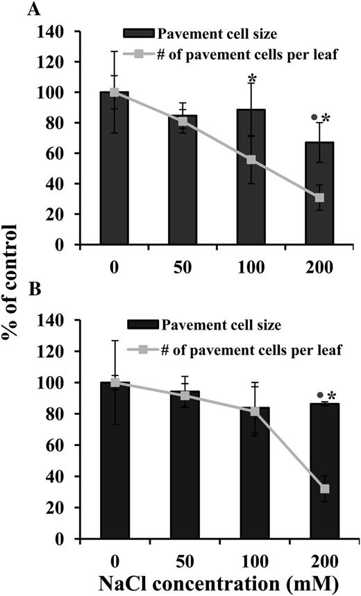 Effect of salt stress on soil-grown Arabidopsis and E. salsugineum cell number and cell size. A, Arabidopsis. B, E. salsugineum. Data are mean (n = 4) ± sd of the area of the fifth leaf from plants at stage 1.10. Fifty to 90 cells from each leaf were examined. Data are representative of two independent experiments. Dots indicate a significant difference in pavement cell size (P ≤ 0.05, Student’s t test) between control and salt treatment. Asterisks indicate a significant difference in number of pavement cells per leaf (P ≤ 0.01; Student’s t test) between control and salt treatment. Values for 100% average pavement cell size ± sd (mm2): Arabidopsis, 1,798.6 ± 196; E. salsugineum, 2,099.4 ± 95. Values for 100% average number of pavement cells per leaf ± sd: Arabidopsis, 166,995 ± 44,757; E. salsugineum, 90,855 ± 2,714. For average cell numbers and cells sizes under salt stress, see Supplemental Table S3.