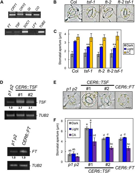 TSF is transcribed in guard cells and provides positive regulation of stomatal opening. A, Reverse transcription (RT)-PCR analyses of flowering components (CRY1, CRY2, COP1, GI, CO, FT, TSF, SOC1, and LFY) in GCPs. TUBELIN BETA CHAIN2 (TUB2) was used as a control. B, Typical stomata in Col, tsf-1, ft-2, and the ft-2 tsf-1 double mutant. The epidermis was illuminated as described below. Bar = 10 µm. C, Stomatal apertures under different treatments. Epidermal fragments were kept in the dark (Dark), illuminated with 10 µmol m–2 s–1 blue light under a background 50 µmol m–2 s–1 red light (Light), or treated with 10 µm FC in the dark (FC) for 3 h. Data represent means of three independent experiments with sd. Asterisks indicate significant differences between each mutant and Col under the same condition (**P < 0.01; Student’s t test). D, RT-PCR analyses of FT, TSF, and TUB2 in leaf epidermal fragments of phot1 phot2 (p1 p2), pCER6::TSF/phot1 phot2 (CER6::TSF), and pCER6::FT/phot1 phot2 (CER6::FT). #, Line number of transgenic plants. Epidermal fragments were isolated at zeitgeber time 12. Numbers below each signal represent the relative expression levels for the same genes. Signal values of each gene were estimated by ImageJ software (National Institutes of Health) and normalized to those of TUB2 and secondarily normalized to corresponding phot1 phot2 values set to 1.0. Similar results were obtained in independent experiments. E, Typical stomata of phot1 phot2 and the transgenic plants described in D. The epidermis was kept in the dark as in C. Bar = 10 µm. F, Stomatal apertures of the transgenic plants under different treatments. Dark or light conditions were the same as in C. CA was at 0.5 µm. The epidermis was treated with CA under light-exposure conditions for 3 h. Data represent means of three independent experiments with sd. Different letters indicate significant differences among means (P < 0.05; Tukey’s test).