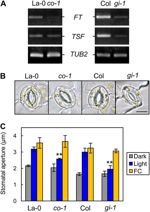 Light-induced stomatal opening was suppressed in co-1 and gi-1, and the transcription of FT and TSF was down-regulated. A, RT-PCR analyses of FT, TSF, and TUB2 in leaf epidermal fragments of La-0, co-1, Col, and gi-1. Epidermal fragments were isolated at zeitgeber time 12. B, Typical stomata of the mutant and corresponding background plants described in A. The epidermis was illuminated as described below. Bar = 10 µm. C, Stomatal apertures under different treatments. Epidermal fragments were kept in the dark (Dark), illuminated with 10 µmol m–2 s–1 blue light under a background 50 µmol m–2 s–1 red light (Light), or treated with 10 µm FC in the dark (FC) for 3 h. Data represent means of three independent experiments with sd. Asterisks indicate significant differences between each mutant and the corresponding wild type under the same conditions (**P < 0.01; Student’s t test).