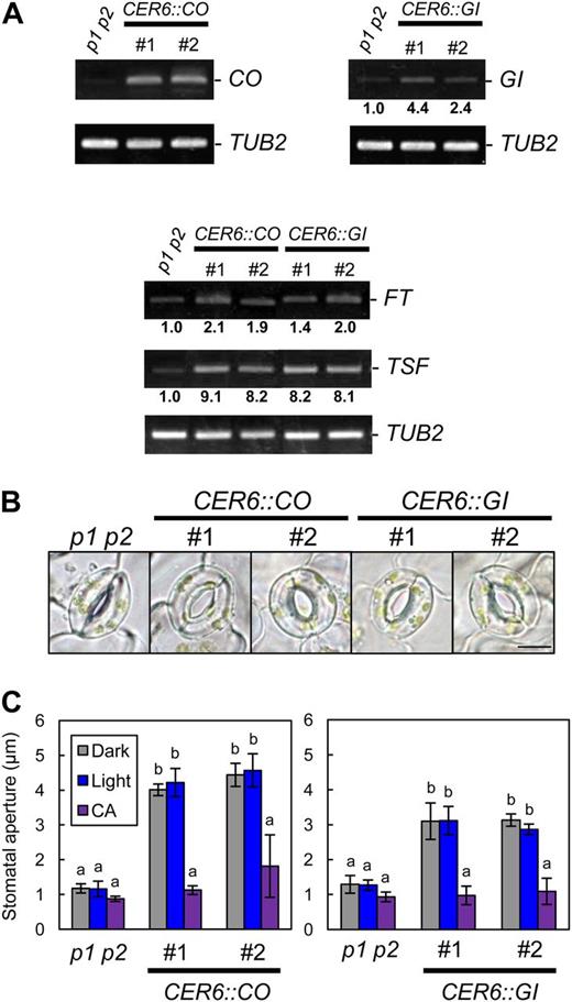 Overexpression of CO or GI promoted stomatal opening and the up-regulation of FT and TSF transcription. A, RT-PCR analyses of GI, CO, FT, TSF, and TUB2 in leaf epidermal fragments of phot1 phot2 (p1 p2), pCER6::CO/phot1 phot2 (CER6::CO), and pCER6::GI/phot1 phot2 (CER6::GI). #, Line number of transgenic plants. Epidermal fragments were isolated at zeitgeber time 4 for the detection of CO and GI and at zeitgeber time 12 for FT and TSF. Signal values are estimated as in Figure 1D. B, Typical stomata of phot1 phot2 and the transgenic plants described in A. The epidermis was kept in the dark for 3 h. Bar = 10 µm. C, Stomatal apertures of the transgenic plants under different treatments. Epidermal fragments were kept in the dark (Dark) or illuminated with 10 µmol m–2 s–1 blue light under a background 50 µmol m–2 s–1 red light (Light) for 3 h. CA was at 0.5 µm. The epidermis was treated with CA under light-exposure conditions for 3 h. Data represent means of three independent experiments with sd. Different letters indicate significant differences between the means of phot1 phot2 and each transgenic plant (P < 0.05; Tukey’s test).
