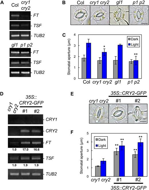 Regulation of stomatal aperture by cryptochromes is likely to be mediated by the regulation of FT and TSF. A, RT-PCR analyses of FT, TSF, and TUB2 in leaf epidermal tissue of Col, cry1 cry2, gl1, and phot1 phot2 (p1 p2). Epidermal fragments were isolated at zeitgeber time 12. B, Typical stomata of the same plants described in A. The epidermis was illuminated as described below. Bar = 10 µm. C, Stomatal apertures under different treatments. Epidermal fragments were kept in the dark (Dark), illuminated with 10 µmol m–2 s–1 blue light under a background 50 µmol m–2 s–1 red light (Light), or treated with 10 µm FC in the dark (FC) for 3 h. Data represent means of three independent experiments with sd. Asterisks indicate significant differences between each mutant and the corresponding background plants under the same conditions (*P < 0.05, **P < 0.01; Student’s t test). D, RT-PCR analyses of CRY1, CRY2, FT, TSF, and TUB2 in leaf epidermal tissue of cry1 cry2 and CaMV35S::CRY2-GFP/cry1 cry2 (35S::CRY2-GFP). #, Line number of transgenic plants. Epidermal fragments were isolated at zeitgeber time 12. Signal values are estimated as in Figure 1D. E, Typical stomata of the same plants described in D. The epidermis was kept in the dark for 3 h. Bar = 10 µm. F, Stomatal apertures of the transgenic plants under different treatments. Epidermal fragments were kept in the dark (Dark) or illuminated with 10 µmol m–2 s–1 blue light under a background 50 µmol m–2 s–1 red light (Light) for 3 h. Data represent means of three independent experiments with sd. Asterisks indicate significant differences between transgenic plants and cry1 cry2 under the same conditions (**P < 0.01; Student’s t test).