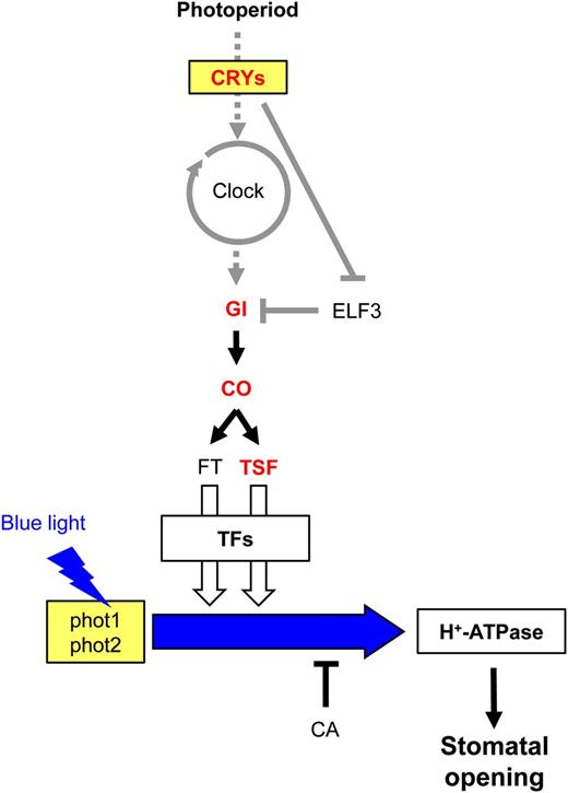 A possible model for FT/TSF-mediated stomatal opening. The photoperiodic pathway is shown with representative components. The blue light signaling pathway between phototropins and the H+-ATPase is shown with a blue arrow. Arrows and T-bars indicate positive and negative regulation, respectively. Dotted arrows represent input and output of the circadian clock. Gene names in red represent components that were directly analyzed in this study. ELF3 and FT were described previously (Kinoshita et al., 2011). TFs represents transcription factors working downstream of FT and TSF, such as an AP1. Gray lines indicate regulatory mechanisms that are reported in previous works. White arrows show a contribution to stomatal opening, and the thickness of the arrows represents the possible degree of the contribution (for details, see text).