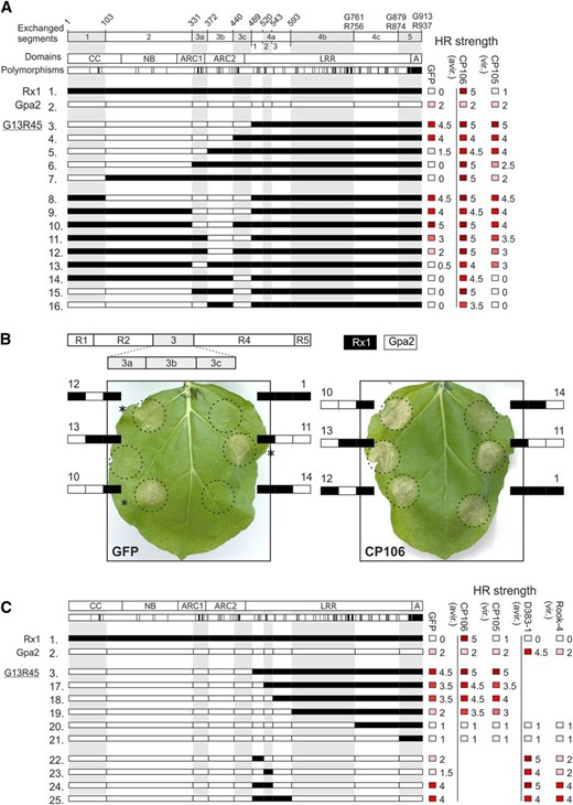 Phenotypes of sequence exchange constructs exploring the incompatibility between the Gpa2 NB-ARC and Rx1 LRR. A, The top row shows sequence fragments exchanged between Gpa2 and Rx1 with the positions of the breakpoints in the amino acid sequence given above. If the numbering of the positions differ between Rx1 and Gpa2, both numbers are given. The second row shows the domain architecture with the CC, NB, ARC1, and ARC2 subdomain and the LRR domain. In the third row, the amino acid positions polymorphic between Rx1 and Gpa2 are indicated. The Rx1 sequence is depicted in white and the Gpa2 sequence is depicted in black in the chimeric constructs. The constructs 1 to 16 are created to delineate the Gpa2 NB-ARC segment incompatible with the Rx1 LRR underlying the constitutive activity of G13R45. On the right-hand side, the hypersensitive response (HR) phenotype of these constructs is given for coexpression with GFP (elicitor-independent activity), CP106 (elicitor-dependent activity), and CP105 from the Rx1-breaking strain PVXHB to test recognition specificity. The strength of the hypersensitive response phenotypes after 7 d are given by a scale from 0 (white = no hypersensitive response) to 5 (dark red = full necrosis), averaged over at least three repetitions and rounded to 0.0 or 0.5. B, Phenotypes of the constructs in which fragments of the ARC domain in the Rx1 background are replaced by Gpa2 sequences. The ARC fragments (3a, 3b, and 3c) are shown in white (Rx1) or black (Gpa2) to depict the composition of the chimeric construct. The numbering corresponds to the numbering of the constructs in Figure 1A. Coexpression with GFP shows autoactive response. Coexpression with PVX CP106 shows the elicitor-dependent activation. A minimal incompatible domain (G3b, amino acid positions 372–440) was identified in which seven residues differ between Rx1 and Gpa2 (construct 12). C, Overview of the sequence exchange constructs aimed at defining the LRR region responsible for the observed incompatibility between the Gpa2 CC-NB-ARC and Rx1 LRR (G13R45). Like Figure 1A, the observed autoactive and specific cell death responses are indicated, and the responses to RBP D383-1 (an elicitor of Gpa2) and RBP Rook-4 from a Gpa2-breaking Globodera pallida population are included.