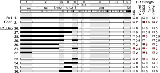 Exploring the incompatibility of the CC-NB-ARC of Rx1 with the Gpa2 LRR in chimeric constructs. A, Constructs 26 to 36 explore the domain incompatibility between the CC-NB-ARC of Rx1 and the LRR of Gpa2, which is characterized by a loss of elicitor-dependent activation in construct R13G45. Elicitor-dependent activation (after coexpression with RBP D383-1) and elicitor-independent activation (the response observed after coexpression with GFP) are indicated on a scale from 0 to 5 (no response to full necrosis).
