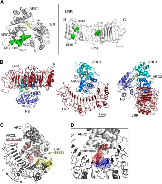 Analysis of the interface between the NB-ARC and LRR via a simulated docking. A, Residues forming the basis for the ambiguous interaction restraints applied in the HADDOCK docking computations for the NB-ARC and LRR of Gpa2, indicated in green on the NB-ARC and LRR structures. In the ARC2 domain, the surface-exposed residues that are poly-morphic between Gpa2 and Rx1 in the region between amino acid 372 and 440 were used. In the LRR, the positions of three known autoactivating mutations were used to define the ambiguous interaction constraint. B, The predicted NB-ARC/LRR complex in Gpa2 resulting from the HADDOCK docking simulation viewed from three sides to show the relative positions of the LRR and NB-ARC subdomains. C, View of the NB-ARC/LRR docking model with the residues polymorphic between Gpa2 and Rx1 in the ARC2 regions 372 to 440 highlighted in red and those in the first three repeats of the LRR (amino acid positions 489–593) highlighted in yellow. D, The main residues of the basic patch on the conserved side of the LRR and of the acidic loop on the ARC2 domain are indicated in blue (basic) and red (acidic), showing their proximity in the NB-ARC/LRR docking model.