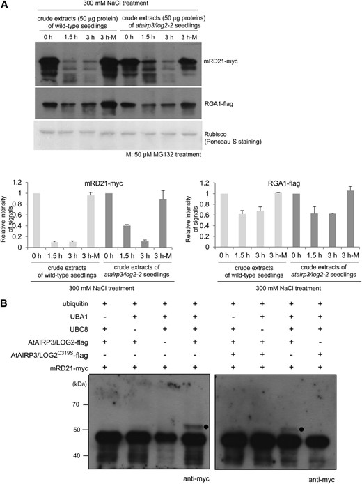 AtAIRP3/LOG2-dependent degradation of RD21. A, Cell-free degradation assay for mRD21. The mRD21-myc protein was incubated for 0 to 3 h with crude extracts of salt-treated (300 mm NaCl) 10-d-old wild-type or atairp3/log2-2 mutant seedlings in the absence (lanes labeled 0 h, 1.5 h, and 3 h) or presence (lanes labeled 3 h-M) of 50 μm MG132. The time-dependent protein levels were examined by immunoblotting with anti-myc antibody. RGA1, which is known to be regulated by the Ub-26S proteasome pathway, was used as a positive control for proteasome-dependent degradation. The RGA1-flag protein was detected with an anti-flag antibody. Rubisco served as a loading control and was detected by Ponceau S staining. The protein levels were quantified using Multi Gauge version 3.1 software (Fuji Film). B, In vitro ubiquitination of mRD21 by AtAIRP3/LOG2. Recombinant AtAIRP3/LOG2-flag or the AtAIRP3/LOG2-flagC319S derivative was coincubated with mRD21-myc in the presence or absence of Ub, ATP, E1 (Arabidopsis UBA1), and E2 (Arabidopsis UBC8) at 30°C for 1 h. The reaction mixture was analyzed by immunoblotting with an anti-myc antibody. Black circles indicate the shifted high-molecular-mass ubiquitinated protein band.
