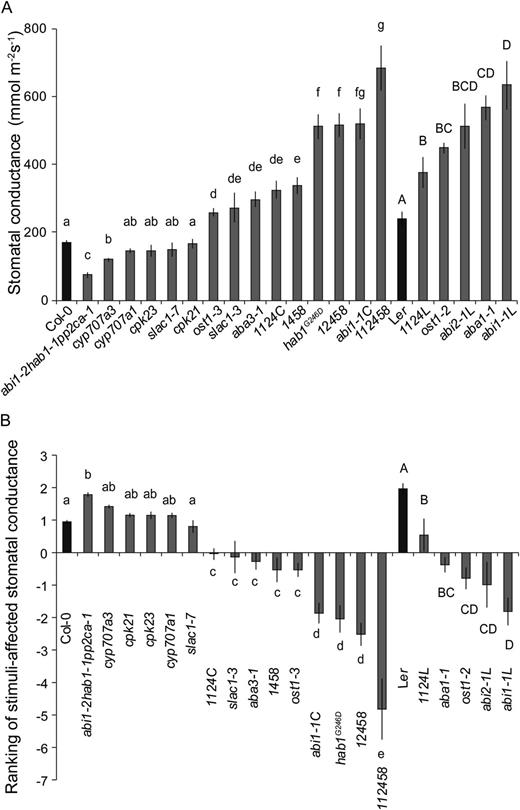 A, There is a large variation in whole-plant steady-state stomatal conductance of plants with mutations in ABA signalosome. The average stomatal conductance values of three- to four-week-old mutants and corresponding wild types. Significant differences (P < 0.05, n = 6-46) are denoted with different small and capital letters for Col-0- and Ler-based mutants, respectively. B, Ranking of genotypes by their stomatal conductance after application of 1 h darkness, elevated CO2 and reduced humidity derived from principal component analysis. Significant differences (P < 0.05, n = 6\x{2013}46) are denoted with different small and capital letters for Col-0 and Ler-based mutants, respectively.