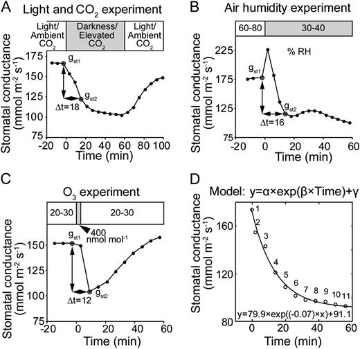 A to C, Representative time courses of gst in response to darkness and CO2 enrichment (A), decreased air humidity (B), and O3 pulse (C) are given to illustrate the calculation of initial changes in stomatal conductance. D, An example of fitting the kinetics of stomatal closure with exponential function, where α describes the overall stomatal response and γ is the value at which gst stabilized in response to stimuli. In case the stomatal closure significantly followed an exponential function, maximum stomatal closure rate was calculated as α × β. RH, Relative humidity.