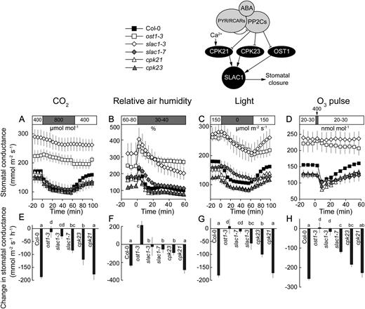 Time courses of gst in response to elevated CO2 (A), reduced air humidity (B), darkness (C), and O3 pulse (D) together with corresponding changes in gst values (E–H) of the plants carrying mutations in the SLAC1 anion channel and protein kinases (OST1, CPK21, and CPK23) shown to activate SLAC1. Changes in gst (E–H) were calculated as shown in Figure 3, A to C. Significant differences (P < 0.05; n = 5–50) are denoted with different lowercase letters.