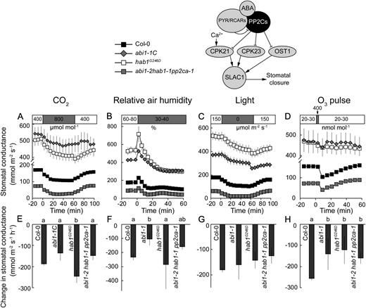Time courses of gst in response to elevated CO2 (A), reduced air humidity (B), darkness (C), and O3 pulse (D) together with corresponding changes in gst values (E–H) in dominant mutants of protein phosphatases ABI1 and HAB1 (abi1-1C and hab1G246D) and in the triple knockout mutant of ABI1, HAB1, and PP2CA (abi1-2hab1-1pp2ca-1). Changes in gst values (E–H) were calculated as shown in Figure 3, A to C. Significant differences (P < 0.05; n = 5–50) are denoted with different lowercase letters.