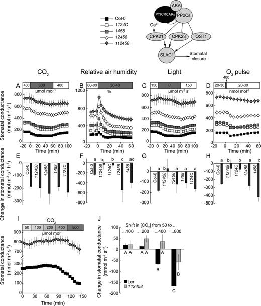 A to H, Time courses of gst in response to elevated CO2 (A), reduced air humidity (B), darkness (C), and O3 pulse (D) together with corresponding changes in gst values (E–H) in the loss-of-function mutants of PYR/RCAR receptors. Changes in gst values (E–H) were calculated as shown in Figure 3, A to C. Significant differences (P < 0.05; n = 5–50) are denoted with different letters. I, Time courses of gst in response to stepwise changes in CO2 from 50 to 800 μL L−1 in 112458 and Col-0 plants (n = 6). J, Changes in gst induced by each step of CO2.