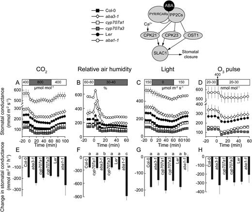 Time courses of gst in response to elevated CO2 (A), reduced air humidity (B), darkness (C), and O3 pulse (D) together with corresponding changes in gst values (E–H) in mutants of ABA biosynthesis (aba1-1 and aba3-1) and catabolism (cyp707a1 and cyp707a3). Changes in gst (E–H) were calculated as shown in Figure 3, A to C. Significant differences (P < 0.05; n = 5–50) are denoted with different lowercase letters.