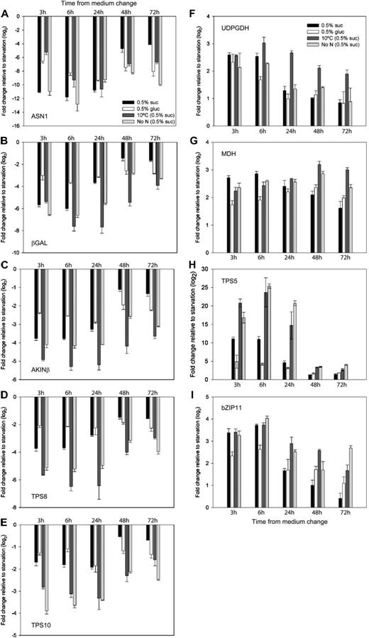 Transcript abundance of SnRK1 marker genes determined by qRT-PCR in response to Suc and Glc feeding with full nutrition at 22°C and after transfer to 10°C or zero nitrogen relative to the conditions without external sugar source. Transcript fold change of marker genes normally up-regulated by SnRK1, ASN1 (At3g47340; A), βGAL (At5g56870; B), AKINβ (At5g21170; C), TPS8 (At1g70290; D), and TPS10 (At1g60140; E), and marker genes normally down-regulated by SnRK1, UDPGDH (At3g29360; F), MDH (At3g15020; G), TPS5 (At4g17770; H), and bZIP11 (At4g34590; I). The data are means with sd of three independent samples.