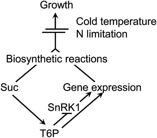 Model for the role of T6P in priming growth. T6P content is closely related to Suc availability. By inhibiting SnRK1 (and possibly also through SnRK-independent regulation), T6P increases the expression of biosynthetic genes, e.g. for protein, nucleotide, and cell wall synthesis. Under favorable conditions, the availability of Suc, together with the changes in gene expression, can result in enhanced growth. However, under some stress conditions, growth is limited despite Suc accumulation. Cold temperature, for example, does not only slow down metabolic rates, but also restricts growth through reduced gibberellin content and accumulation of growth-repressing DELLA proteins (Achard et al., 2008). N limitation reduces growth rates partly because of lower rates of, for example, protein synthesis, but also through interaction with hormones (Krouk et al., 2011), such as reduced synthesis of cytokinin at low nitrate availability. Under these conditions, T6P can prime growth by stimulating the expression of biosynthetic genes, which together with the availability of Suc results in a rapid growth spurt once restrictions, such as cold temperature, are released.