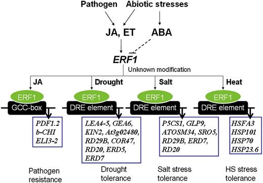 Proposed model of ERF1 function in the regulation of biotic stress- and abiotic stress-responsive gene expression. ERF1 positively regulates both biotic and abiotic stress responses. ERF1 induction required both ET and JA signaling under abiotic stress and was negatively regulated by ABA. It is not clear if the negative effect of ABA on ERF1 expression resulted from a direct effect or indirectly through affecting JA-ET signaling (dashed line). Under different stress conditions, such as pathogen infection, dehydration, high salinity, and heat shock, ERF1 activates specific sets of stress response genes by targeting to specific cis-elements (GCC boxes during biotic stress and DRE elements during abiotic stress). The factors controlling the stress-specific promoter targeting of ERF1 remain unknown.