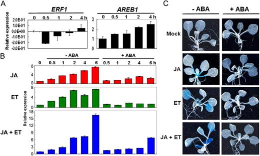 ABA inhibition effect on ERF1 expression. In qRT-PCR and GUS staining analyses, 2-week-old wild-type or ERF1 promoter:GUS transgenic plants were either mock treated or treated with 50 μm JA, 50 μm ET, both JA + ET, or together with 50 μm ABA. A, qRT-PCR analyses of ERF1 and AREB1 under ABA treatment. Total RNA was extracted from 2-week-old plants harvested at the indicated times after 50 μm ABA treatment. Three independent experiments were performed with similar results. B, qRT-PCR analyses of ERF1 under different combinations of hormone treatments. Three independent experiments were performed with similar results. Error bars indicate se. C, Hormone applications on GUS staining of ERF1 promoter:GUS transgenic plants. Samples were collected after 1 h of each treatment.