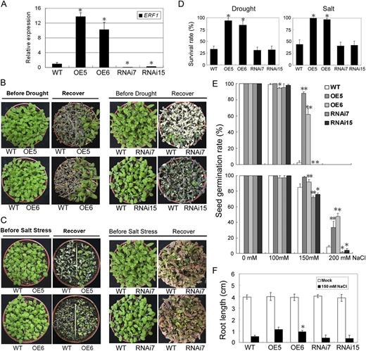 Drought- and salt-tolerant phenotypes of 35S:ERF1 transgenic Arabidopsis. A, Expression levels of ERF1 mRNA in 35S:ERF1 (OE5 and OE6) and ERF1 RNAi (RNAi7 and RNAi15) transgenic plants. B, Drought tolerance of wild-type (WT), 35S:ERF1, and ERF1 RNAi transgenic plants after withholding water for 12 to 16 d and rehydration for 4 d (Recover). C, Three-week-old plants were irrigated with different concentrations of NaCl solution (100 mm for 4 d, 200 mm for another 4 d, and 300 mm for the rest of the time). These experiments were repeated three times with similar results. D, Survival rates of wild-type, 35S:ERF1, and ERF1 RNAi transgenic plants under drought and salt stress. Error bars indicate se (Student’s t test; *P < 0.001). E, Seed germination rates of 35S:ERF1 and ERF1 RNAi transgenic plants under salt stress treatment. ERF1 overexpressed and RNAi seeds were germinated under different concentrations of NaCl. The germination rates were calculated after 3 d (top panel) and 5 d (bottom panel). Results are averages of three replicates. Error bars indicate se (Student’s t test; *P < 0.05, **P < 0.01). F, Root elongation assays. Three-day-old seedlings were transferred to an MS agar plate with 150 mm NaCl and incubated vertically for 7 d before root lengths were measured. Results are averages of three replicates. Error bars indicate se (Student’s t test; *P < 0.05).