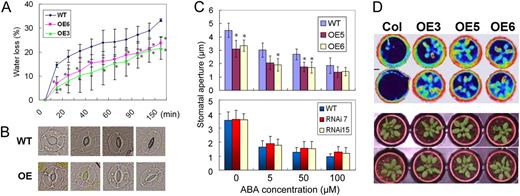 Water loss in detached leaves and the influence of ERF1 overexpression on ABA-mediated stomatal closure. A, Water loss from detached leaves as a function of time in Col-0 and 35S:ERF1 plants (OE3 and OE6). This experiment was repeated three times with similar results. Values are means of the percentage of leaf water loss ± se (n = 15). Error bars indicate se (ANOVA; *P < 0.05). B, Micrographs representing the dynamics of ABA-mediated stomatal closure in Col-0 and 35S:ERF1 plants. C, Stomatal apertures were measured on epidermal peels of wild-type (WT), 35S:ERF1 (OE5 and OE6), and ERF1 RNAi (RNAi7 and RNAi15) transgenic plants. Stomata were preopened under light for 2.5 h and then incubated in the indicated concentrations of ABA for 2.5 h under light. This experiment was repeated three times with the same trend. Values are means ± se (n > 60). Error bars indicate se (ANOVA; *P < 0.05). D, Infrared thermal images of 3-week-old 35S:ERF1 (OE3, OE5, and OE6) and wild-type (Col) plants.