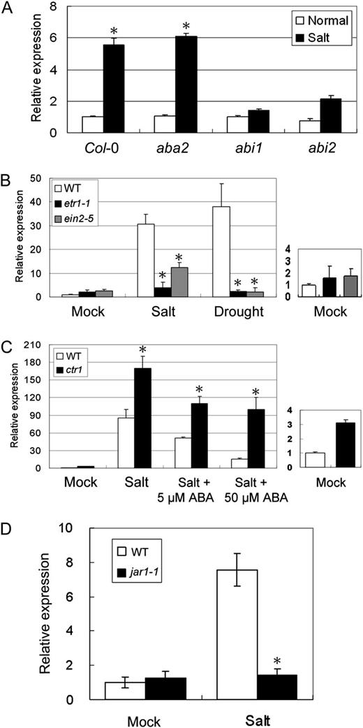 Effects of ABA, ET, and JA on ERF1 gene expression. The relative mRNA amounts of ERF1 were analyzed by qRT-PCR (the expression level of Col-0 was set to 1). Total RNA was prepared from 3-week-old Arabidopsis grown on MS agar plates treated with 0.4 m mannitol for 24 h or 150 mm NaCl for 1 h. Data represent means and se of three replications. Error bars indicate se (ANOVA; *P < 0.01). A, Effects of high salinity on ERF1 gene expression in aba2, abi1, and abi2 knockout mutants. B, Effects of high salinity and drought stress on ERF1 gene expression in etr1-1 and ein2-5 mutants. WT, Wild type. C, Effects of high salinity and ABA on ERF1 gene expression in ctr1 mutants. D, Effects of high salinity and JA on ERF1 gene expression in jar1-1 mutants.