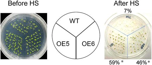 Heat shock stress tolerance of the 35S:ERF1 and wild-type (WT) plants. One-week-old seedlings of wild-type or 35S:ERF1 (OE5 and OE6) plants were incubated at 45°C for 1 h. After heat stress treatment (HS), plants were grown under normal conditions for 1 week. Percentages of surviving plants are indicated. More than 30 plants were used per test, and each test was repeated three times. Error bars indicate se (Student’s t test; *P < 0.005).