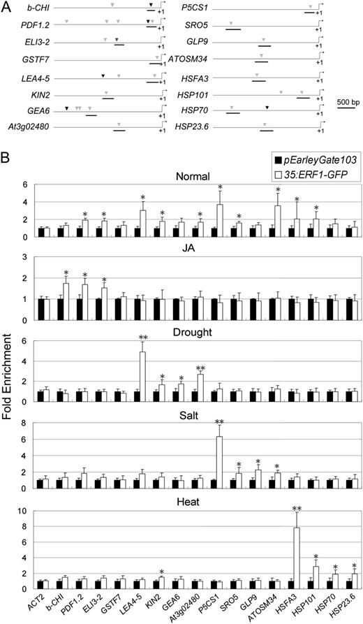 ERF1 binding affinity to the DRE element and the GCC box in selected ERF1 stress-responsive downstream gene promoters. A, In the downstream gene promoters, the sequence regions used for ChIP assays are marked. Black marks, GCC box; gray marks, DRE elements. B, ChIP assays. Fragments showing significant enrichment are underlined. For ChIP assays, 3-week-old 35S:ERF1-GFP transgenic plants under normal conditions (Normal), treated with 1 h of 50 μm JA (JA), 30 min of dehydration (Drought), 1 h of 150 mm NaCl (Salt), or 1 h of heat shock stress (45°C; Heat) were used. Three measurements were averaged for individual assays. The values in Col-0 plants were set to 1 after normalization against ACT2 for qRT-PCR analysis. Error bars indicate se (Student’s t test; *P < 0.05, **P < 0.01).