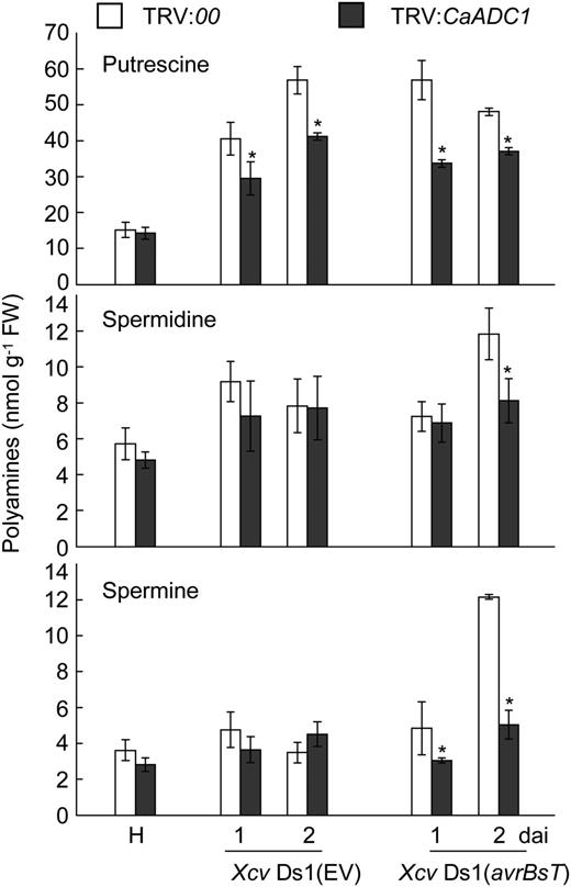 Levels of putrescine, spermidine, and spermine in leaves of empty vector control (TRV:00) and CaADC1-silenced (TRV:CaADC1) pepper plants infected with 107 cfu mL−1 of the virulent Ds1 (EV) and avirulent Ds1(avrBsT) strains of Xcv. Data are means ± sd from three independent experiments. Asterisks indicate statistically significant differences (Student’s t test; P < 0.05). FW, Fresh weight; H, healthy leaves.