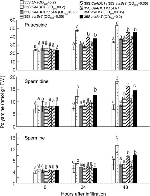 Effect of the transient expression of CaADC1, CaADC1 K154A, and avrBsT on PA levels in N. benthamiana leaves. Putrescine, spermidine, and spermine contents were determined in leaf tissues at 0, 24, and 48 h after A. tumefaciens-mediated transient expression of the indicated constructs. Data are means ± sd from three independent experiments. Different letters indicate statistically significant differences (lsd; P < 0.05). FW, Fresh weight.