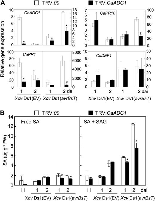 CaADC1 silencing compromises SA-dependent defense gene expression and SA accumulation in pepper leaves infected with Xcv. A, Expression profiles of defense-related genes. B, Free and total SA levels in empty vector control (TRV:00) and CaADC1-silenced (TRV:CaADC1) pepper leaves infected by Xcv. Total RNA was isolated from empty vector control (TRV:00) and CaADC1-silenced (TRV:CaADC1) pepper leaves inoculated with 5 × 107 cfu mL−1 of the Xcv strains Ds1 (EV) and Ds1 (avrBsT). Quantitative real-time PCR was performed for CaADC1 and pepper PR genes: CaPR1, CaPR10, and CaDEF1. Relative expression levels at 1 and 2 d after inoculation (dai) are shown. Relative expression values are normalized to the expression of pepper 18S ribosomal RNA in each sample. SA contents were determined in empty vector control and silenced leaves at 1 and 2 d after inoculation with Xcv. Data are means ± sd from three independent experiments. Asterisks indicate significant differences as determined by Student’s t test (P < 0.05). FW, Fresh weight.