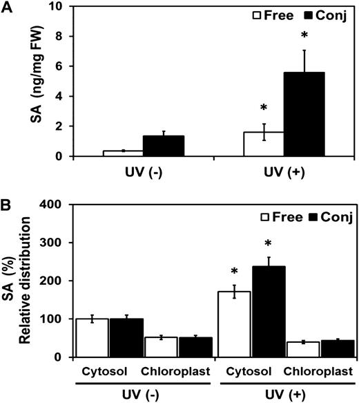 Distribution of free and conjugated SA in leaves of Arabidopsis after stimulation of SA biosynthesis by UV exposure. Three-week-old Arabidopsis plants were exposed to UV, and SA was subsequently determined. A, Free and conjugated SA content in whole leaves. B, SA relative distribution to non-UV-induced plants in the cytosol and chloroplasts. Representative results of three independent experiments each with three replicates are shown. Significant differences (Student’s t test; P < 0.05) of means ± sd from noninduced wild-type plants are indicated by asterisks. FW, Fresh weight.