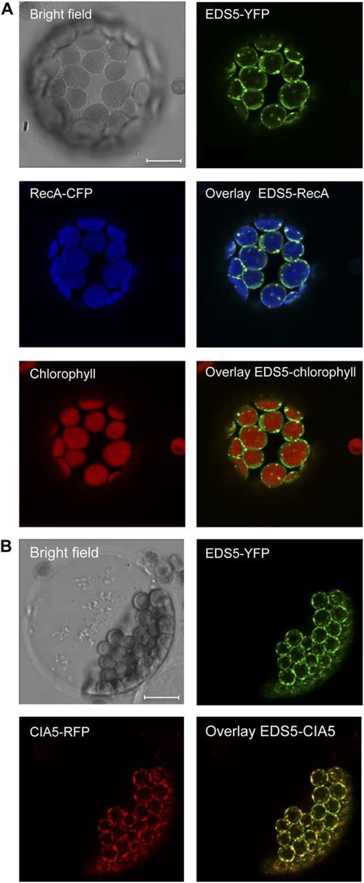 EDS5 localizes at the chloroplast envelope. A, CLSM images of mesophyll protoplasts from Arabidopsis expressing EDS5-YFP and the chloroplast marker RecA-CFP. B, Mesophyll protoplasts from Arabidopsis expressing EDS5-YFP transfected with the inner envelope marker prCIA5-TM2-RFP (CIA5-RFP; Cerutti et al., 1992). The protoplast isolation and transfection were carried out as described (Yoo et al., 2007). Bars = 10 μm.