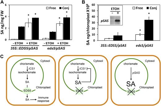 Free and conjugated SA accumulate in the chloroplasts of eds5 mutants overproducing SA. SA content in 35S::EDS5 plants and eds5 mutants were both transformed with ALC::pSAS. A, Free and conjugated SA content in leaves 0 and 24 h after treatment with ethanol. Significant differences (Student’s t test; P < 0.05) of means ± sd (n = 4) from non-ethanol-induced plants are indicated by asterisks. FW, Fresh weight. B, Free and conjugated SA content in isolated chloroplasts 24 h after treatment with ethanol. The inset shows the expression of ALC::pSAS in leaves of transgenic plants after ethanol treatment. Significant differences (Student’s t test; P < 0.05) of means ± sd (n = 4) from 35S::EDS5 plants are indicated by asterisks. C, Model of EDS5 action. Left, the functional EDS5 (in either 35S::EDS5 or wild-type plants induced by biotic or abiotic stress) exports SA made in the chloroplast. Middle, in eds5 mutants, SA accumulates in the chloroplast and presumably shuts down its own biosynthesis by a negative feedback that has yet to be characterized in detail. Right, in eds5 mutants induced to express pSAS, SA accumulates in the chloroplasts.