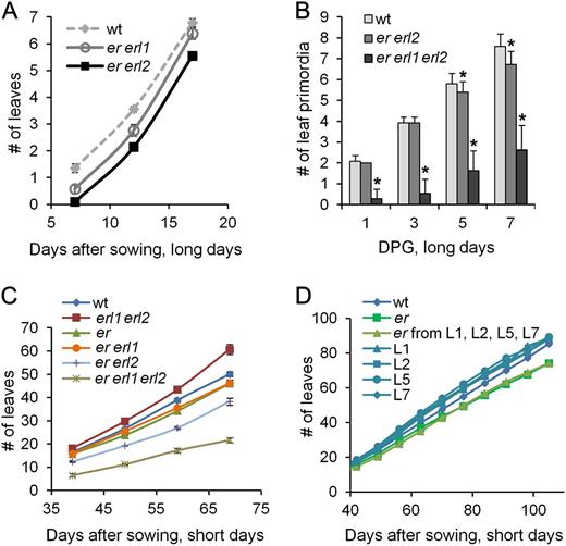 ERf genes regulate the rate of leaf formation. A, The rate of leaf formation in er erl1 and er erl2 mutants is decreased compared with the wild type (wt). Plants were grown under long-day conditions. Values are means ± sd for 31 to 34 plants. B, The rate of leaf primordia initiation is dramatically reduced in er erl1 erl2 as determined by DIC microscopy of fixed samples. A primordium was defined as a bulge over 15 μm. DPG, Days post germination. Values are means ± sd for 22 to 25 plants. Values significantly different from the control are indicated by asterisks (P < 0.05). C, The rate of leaf formation in ERf mutants is decreased compared with the wild type, except for erl1 erl2 plants, where it is increased. Plants were grown under short-day conditions. D, The reduced rate of leaf formation is rescued by the ERpro:ER construct in the er mutant. Leaf formation was analyzed in the wild type, er, and T2 families derived from four independent transgenic lines: in plants that received the construct (L1, L2, L5, and L7) from the parental heterozygous plant and in plants that did not (er from L1, L2, L5, and L7). In C and D, values are means ± se for 22 to 24 plants. Error bars were added to A, C, and D, but due to their small size they are not visible for some data points.