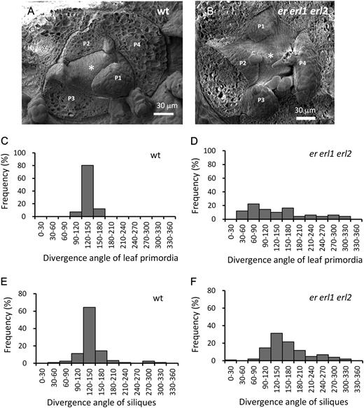 ERf genes are important for the establishment of phyllotaxy, as evident from an analysis of the er erl1 erl2 mutant. A and B, SEM images of SAMs of wild-type (wt; A) and er erl1 erl2 (B) seedlings. Note the abnormal leaf positioning in er erl1 erl2. Asterisks designates the SAM, and P1 to P4 indicate bulging leaf primordia, with a smaller number corresponding to a younger primordium. In er erl1 erl2, the age of a primordium is determined by its size and level of epidermis differentiation. Older primordia covering SAMs were removed. C and D, The frequency of divergence angle between two successive leaf primordia in wild-type (C; n = 41) and er erl1 erl2 (D; n = 49) seedlings. E and F, The frequency of divergence angle between two successive siliques in wild-type (E; n = 126) and er erl1 erl2 (F; n = 102) inflorescences.