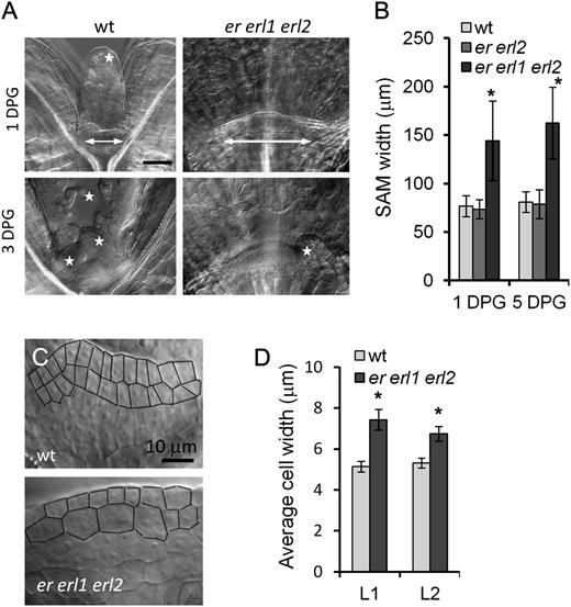 The SAM size and the width of L1 and L2 cells in the SAM are increased in the er erl1 erl2 mutant. A, DIC images of meristematic regions in the wild type (wt) and er erl1 erl2. The meristem width is displayed with an arrow. Visible primordia are labeled with stars. On the wild-type images, one primordium is out of focus and not visible. Images are under the same magnification. DPG, Days post germination. Bar = 50 μm. B, Comparison of the SAM width. Values are means ± sd for 22 to 25 seedlings. C, Closeup DIC images of meristematic regions in the wild type and er erl1 erl2 at 3 d post germination. The cell walls in the L1 and L2 layers are traced for better visualization. Both images are under the same magnification. Bar = 10 μm. D, Average width of cells ± sd in L1 and L2 layers of the SAM in wild-type and er erl1 erl2 seedlings (n = 6) at 1 d post germination. In B and D, values significantly different from the control are indicated by asterisks (P < 0.005).