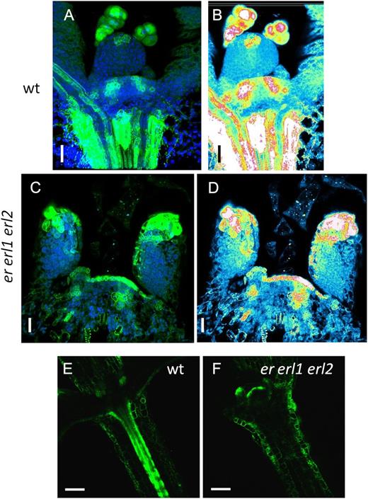 Auxin distribution, as determined by the activity of the synthetic auxin response element DR5, is abnormal in er erl1 erl2. In the wild type (wt), the DR5rev:GFP signal is detected in the SAM in areas of presumptive leaf primordia initiation, at tips of leaf primordia, and in vasculature (A, B, and E). In er erl1 erl2, the DR5rev:GFP construct is expressed broadly in the L1 layer of the meristem, including its center (C and D). The expression at the tips of the forming primordia is broader, but it is absent from the vasculature (C, D, and F). A, C, E, and F are confocal images with GFP signal in green. In A and C, the DAPI signal is in blue. B and D are semiquantitative color-coded heat maps, with blue indicating low intensity and red indicating high intensity. Bars = 20 μm in A to D and 100 μm in E and F.