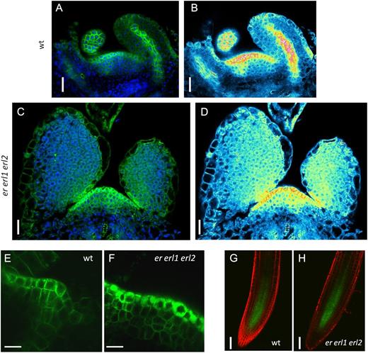 In the er erl1 erl2 mutant, PIN1 is absent from the leaf primordium vasculature and is mislocalized in the SAM. A to D, In the internal layers of the wild-type (wt) meristem, PIN1pro:PIN1-GFP expression is limited to the place of incipient leaf primordia formation (A and B), while in the er erl1 erl2 mutant (C and D), no such confinement is observed. PIN1pro:PIN1-GFP expression was also absent from leaf primordia vasculature in the mutant (compare A and B with C and D). E and F, While the construct is expressed in the L1 layer of the meristem in both the wild type (E) and er erl1 erl2 (F), the levels of expression and subcellular localization are different. G and H, Identical expression of PIN1pro:PIN1-GFP in roots of the wild type (G) and er erl1 erl2 (H). In A, C, and E to H, the GFP signal is in green. In A and C, the DAPI signal is in blue. In G and H, cell walls were stained with FM4-64 (red). B and D are semiquantitative color-coded heat maps, with blue indicating low intensity and red indicating high intensity. Bars = 20 μm in A to D, 10 μm in E and F, and 50 μm in G and H.