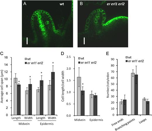 ERf genes are important for longitudinal cell elongation in the developing midvein. A and B, Confocal images of PIN1pro:PIN1-GFP expression in young leaf primordia. The image in B was taken with higher sensitivity. Bars = 20 μm. C, Average span of midvein and epidermis cells in young leaf primordia of the wild type (wt) and er erl1 erl2. Six to 17 cells in midvein or in epidermis were measured in six to eight primordia. D, Average ratio of cell length to cell width for midvein and epidermis cells in young leaf primordia. In C and D, values significantly different from the control are indicated by asterisks (P < 0.02). E, No differences in the general pattern of veins of mature first or second rosette leaf (n = 10) were detected in er erl1 erl2. In C to E, error bars represent sd.