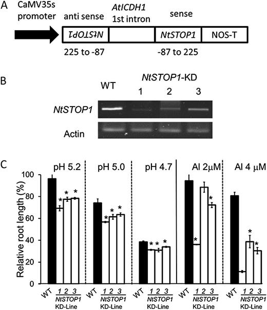 Al and H+ tolerance of transgenic tobacco plants with NtSTOP1 suppressed by RNAi inhibition. A, Transgenic tobacco was obtained by A. tumefaciens-mediated transformation using a vector carrying an NtSTOP1 RNAi construct. A partial cDNA of NtSTOP1 sandwiched the first intron of NADP-dependent isocitrate dehydrogenase of Arabidopsis, and the gene construct was driven by the cauliflower mosaic virus 35S promoter (CaMV35s). B, Suppression of NtSTOP1 was analyzed in T3 seed progeny of three independent transgenic lines (NtSTOP1-KD1, NtSTOP1-KD2, and NtSTOP1-KD3) by RT-PCR using ACTIN as the internal control. C, Seedlings of T3 seed progeny of NtSTOP1-KD and the wild type (WT) were grown hydroponically for 1 week in Al-toxic solutions (pH 5.0, 2 and 4 μm) and different levels of H+ toxicity (pH 5.2, 5.0, and 4.7). Means and sd of relative values (percentage of the control; pH 5.0, 0 Al for Al, pH 5.5 for pH; absolute root lengths are shown in Supplemental Fig. S2) from five seedlings are shown.