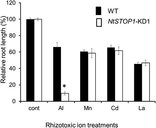 The tolerance of NtSTOP1-KD1 to rhizotoxic metals was compared with that of the wild type (WT). Means and sd of relative root length (+toxicants/control) are shown (n = 5). Tolerance to toxic metals was tested by adding the following compounds to control (pH 5.0, no toxicant) solution: 4 μm CdCl2, 0.4 μm LaCl3, 200 μm MnSO4, or 4.0 μm AlCl3. The asterisk indicates a significant difference as compared with the wild type (Student’s t test, P < 0.05).