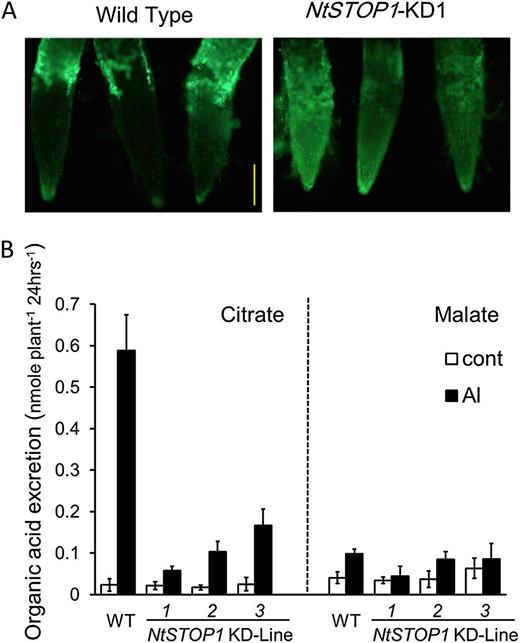 Al accumulation in root tips and organic acid excretion in response to Al. A, Root tips of NtSTOP1-KD1 and the wild type were stained with morin after incubation in Al-containing solution (pH 5.0, 20 μm) for 24 h. Fluorescence images of root tips are shown. Bar = 50 μm. B, Citrate (left) and malate (right) excretion from roots of the wild type (WT) and NtSTOP1-KD lines in control (pH 5.0, no Al) and Al-containing (pH 5.0, 20 μm) solutions for 24 h. White bars, Mean values ± sd in control solution; black bars, mean values ± sd in Al solutions (n = 3).