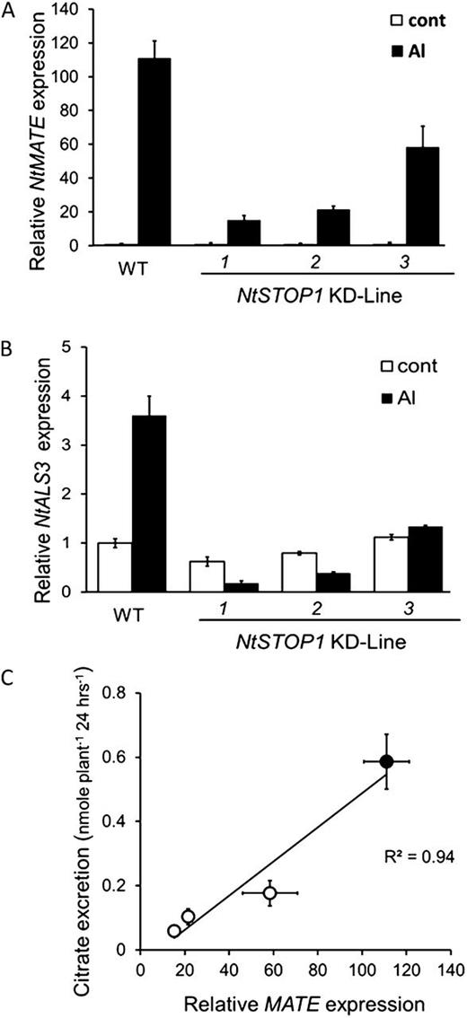 Transcript levels of genes orthologous to those associated with Al tolerance in Arabidopsis in NtSTOP1-KD lines. A and B, Seedlings were incubated in Al-toxic (pH 5.0, 20 μm Al) or control (pH 5.0, no Al) solution for 24 h, and root samples were used for transcript analyses. Transcript levels of citrate-transporting MATE, NtMATE (homologous to AtMATE; A) and NtALS3 (homologous to AtALS3; B), were compared between NtSTOP1-KD lines and the wild type (WT). Transcript levels were relatively quantified by real-time PCR using ACTIN as the internal control, and then fold change (relative to the wild-type control) values were calculated. Means and sd of three replications are shown. C, Relationship between NtMATE expression (identical to those in B) and citrate release (identical to Fig. 4B) in different genotypes (white circles, KD; black circle, the wild type). Means ± sd of three replications are shown.