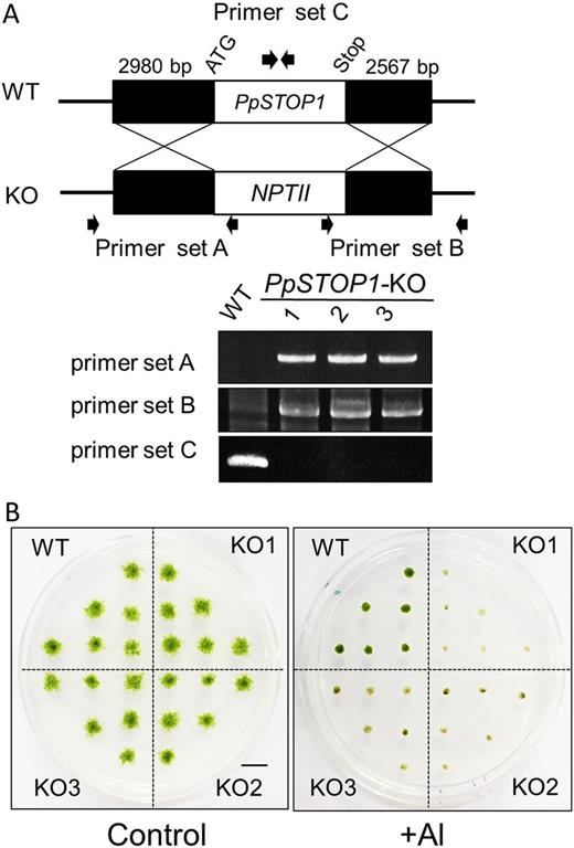 Al tolerance of a KO line of P. patens (PpSTOP1). A, Genomic PCR of the wild type (WT) and PpSTOP1-KO lines was conducted using primer pairs to amplify target sites (i.e. PpSTOP1 gene, NPTII gene). B, The wild-type and KO lines (KO1–KO3) were grown for 2 weeks on Al-toxic medium containing 400 μm Al at pH 4.2. Bar = 1 cm.