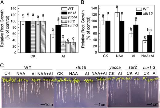 The effect of aluminum and NAA on root growth of Arabidopsis. A, One-centimeter-long seedlings were grown on 0.5 mm CaCl2 medium containing 0 (CK) or 50 µm aluminum for 24 h. Data are means ± sd (n = 10). Columns with different letters are significantly different at P < 0.05. B, One-centimeter-long seedlings were grown on 0.5 mm CaCl2 medium containing 0 or 50 µm aluminum in the presence or absence of NAA. Root elongation was measured before and after treatment for 24 h. Data are means ± sd (n = 10). Columns with different letters are significantly different at P < 0.05. C, The effect of aluminum and NAA on the root growth of Arabidopsis. One-centimeter-long seedlings were grown on nutrient plates containing 0 or 50 µm aluminum for 7 d. All the experiments were done at pH 4.5. Pictures were taken using a digital camera.