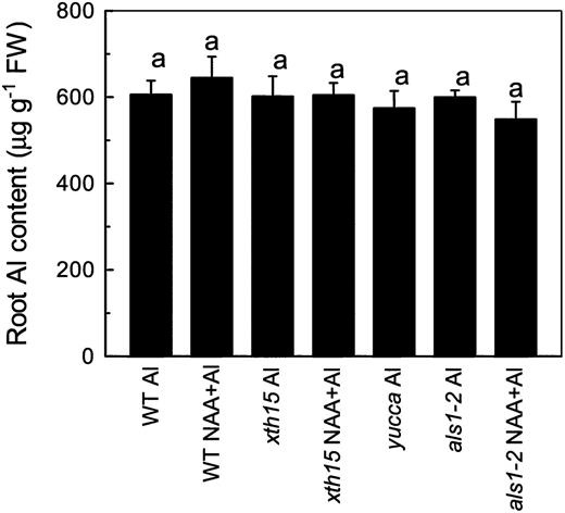 The aluminum content in the plant roots. Six-week-old plants were treated with 0.5 mm CaCl2 solution containing 50 µm aluminum or 50 µm aluminum combined with 0.05 µm NAA for treatment with auxin applied exogenously. The pH was adjusted to 4.5. Data are means ± sd (n = 4). Columns with different letters are significantly different at P < 0.05.