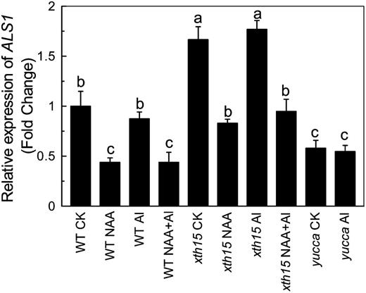 Effect of aluminum on ALS1 expression. Six-week-old plants were treated with 0.5 mm CaCl2 solution containing 0 or 50 µm aluminum in the presence or absence of 0.05 µm NAA for 24 h. The pH was adjusted to 4.5. Total RNAs were extracted from roots and subjected to reverse transcription followed by real-time PCR. Expression levels without aluminum treatment of the wild type were normalized to the expression level of tubulin under control conditions (minus aluminum) and were assigned an expression level of 1. Data are means of three independent biological replicates. Columns with different letters are significantly different at P < 0.05.